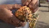 BORKO GAJI BILJKE KOJE RETKO KO IMA U SRBIJI: Komad košta i do 200 dinara, podseća na kivi, a uspeva i na obroncima planina (VIDEO)