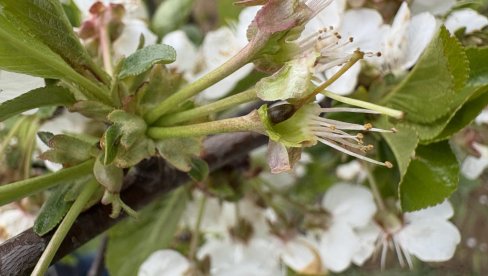 ЗАШТИТИТЕ ВОЋЕ: Шта заиста помаже против мраза у воћњаку?