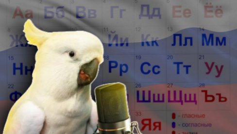 НАПРАВИО ХАОС У ТУРСКОЈ: Папагај који прича РУСКИ данима измиче хватању