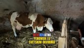 НЕВЕРИЦА И РАДОСТ: Колико је крава отелила телади - не памти се у Србији (ВИДЕО) НЕВЕРИЦА И РАДОСТ: Колико је крава отелила телади - не памти се у Србији (ВИДЕО)