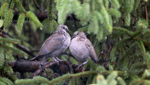 BIĆE KIŠE, ALI UVEČE I PROMENE: Evo kakvo nas vreme danas očekuje
