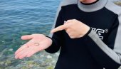 Našao izgubljenu BURMU, vratio je vlasnicima, a onda NEPRIJATNI OBRT: Policija mu zakucala na vrata!