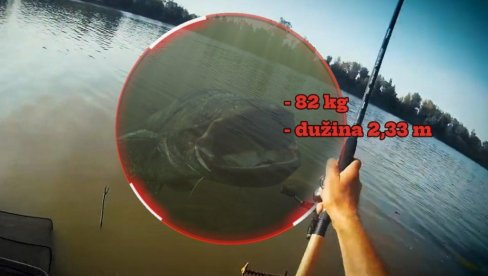 Sale ulovio GRDOSIJU od 82 kg - riba duga preko 2 metra: Velika borba na Tisi! (FOTO) Sale ulovio GRDOSIJU od 82 kg - riba duga preko 2 metra: Velika borba na Tisi! (FOTO)