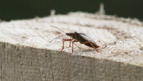 PARIŽANI OTROVANI ZABRANJENIM INSEKTICITOM: BSPP intervenisala, oglasila se i policija PARIŽANI OTROVANI ZABRANJENIM INSEKTICITOM: BSPP intervenisala, oglasila se i policija
