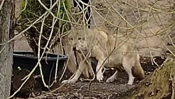 ВУЧИЦА ТЕШКО ПРИХВАТИЛА ДА ГА ВИШЕ НЕМА: Угинуо стари вук Тарзан, легенда зоолошког врта ВУЧИЦА ТЕШКО ПРИХВАТИЛА ДА ГА ВИШЕ НЕМА: Угинуо стари вук Тарзан, легенда зоолошког врта