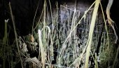 AKCIJA POLICIJE KOD LOZNICE: Zaplenjeno 356 kilograma marihuane AKCIJA POLICIJE KOD LOZNICE: Zaplenjeno 356 kilograma marihuane