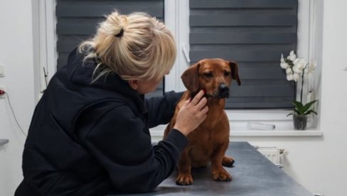 ŠTA SE TO DEŠAVA U ZRENJANINU? Molimo vas, NE HRANITE ovog uličnog psa! (FOTO)