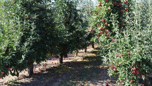 MRAZ „OBRAO“ POLA RODA: Najteža godina za uzgajivače jabuka iz južnog Banata, štete i do 95 posto