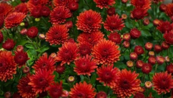 ОТКРИВАМО ТАЈНУ ИСКУСНИХ ВРТЛАРА! Прашак за пециво је невероватан за башту и цвеће