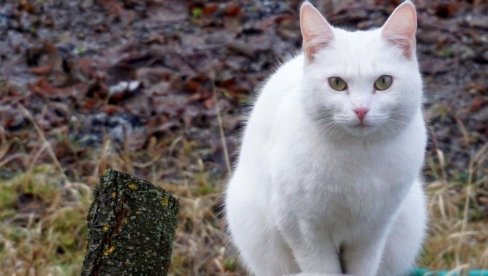 KADA VAM BELA MAČKA PREĐE PUT: Prema sujeverju, dobijate važan znak, treba da stanete i uradite ovo