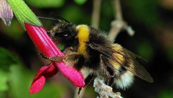 БУМБАРИ ЧИТАЈУ „МОРЗЕОВУ АЗБУКУ“! Како инсекти користе светлосне сигнале за лов на нектар