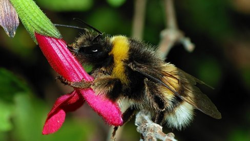 BUMBARI ČITAJU „MORZEOVU AZBUKU“! Kako insekti koriste svetlosne signale za lov na nektar