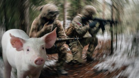 RUSKE VOJNIKE OD SMRTI SPASILA - SVINJA: Pogledajte dramatičan snimak sa ukrajinskog ratišta (VIDEO)