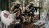 РУСКЕ ВОЈНИКЕ ОД СМРТИ СПАСИЛА - СВИЊА: Погледајте драматичан снимак са украјинског ратишта (ВИДЕО)