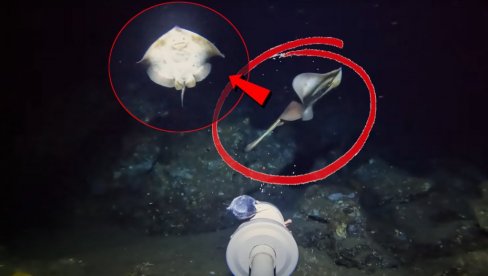 NOVA VRSTA? Snimio biće na morskom dnu - naučnici nemaju pojma ŠTA je ovo (VIDEO)