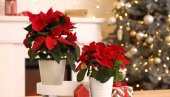 VREME JE ZA BOŽIĆNU ZVEZDU: Kako se neguje najpoznatija praznična biljka?