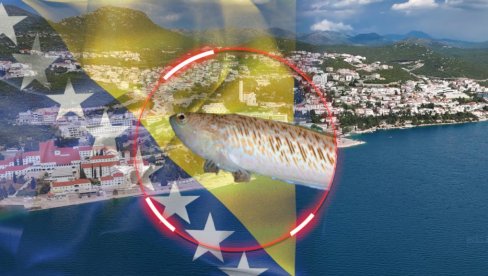 ŠOK U BOSNI: Uhvaćeno najotrovnije stvorenje koje živi u Jadranu - poznato i kao riba pauk (FOTO)