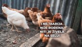 MARIJA IH JE DOBILA: 4 miliona € za odovor šta misle kokoške - a rođena je u gradu