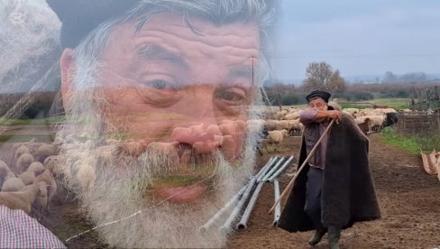 POTRESAN SNIMAK Stočar se oprašta od 450 ovaca - smrt jedne rase ZAUVEK! Kao da nam ubijaju decu pred očima (VIDEO)