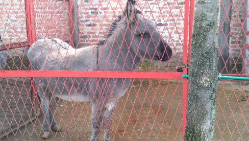 ПОЖАРЕВАЧКА ЕРГЕЛА, ЧУВЕНА ПО РАСНИМ ТРКАЧКИМ КОЊИМА, ПОНОСИ СЕ И УРЕЂЕНИМ МИНИ ЗОО-ВРТОМ Љубичево чека партнерку за Симу