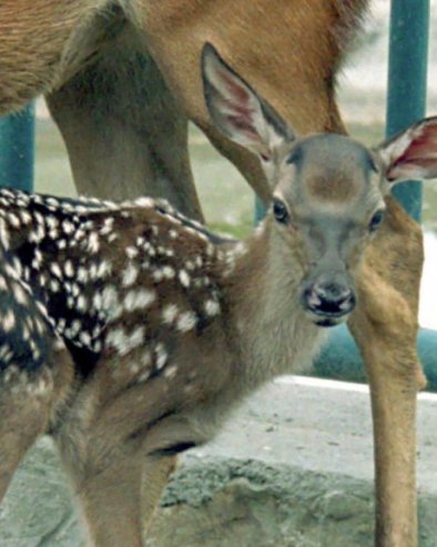 НИЈЕ ЛАНЕ, НИ БАМБИ: Знате ли како се зове младунче кошуте?