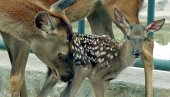 НИЈЕ ЛАНЕ, НИ БАМБИ: Знате ли како се зове младунче кошуте?