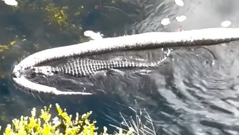 (VIDEO) ALIGATOR ULOVIO DŽINOVSKOG PITONA: Surova priroda - nije čudo što ga zovu Godzila