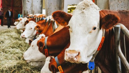 DOBRE VESTI ZA STOČARE: Subvencije i novi javni pozivi stižu već u aprilu