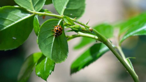 Pepeo protiv biljnih vaši - Kao rukom odnesene!