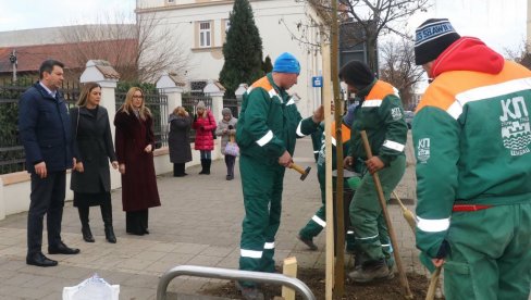GRAD ŠABAC NABAVIP 445 SADNICA LIŠĆARA Dopunu drvoreda u 34 ulice