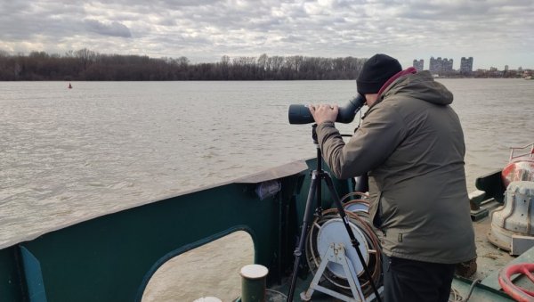 ОБУКА ЗА ЗИМСКИ ПОПИС ПТИЦА ВОДЕНИХ СТАНИШТА: Позив Друштва за заштиту и проучавањре птица Србије