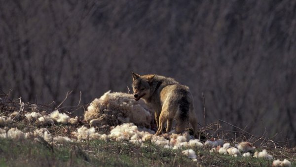 ХАОС У ИТАЛИЈИ: Затворен аеродром - ушетала четири вука