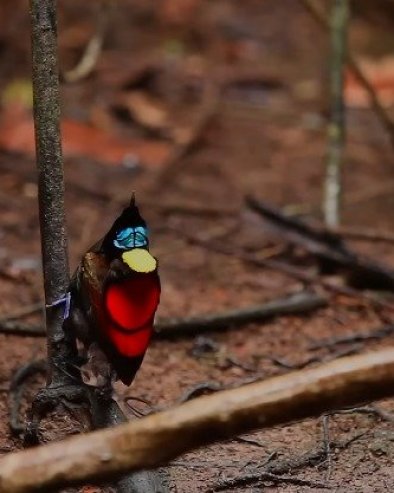 НЕВЕРОВАТНО ЧУДО ПРИРОДЕ: Погледајте како рајске птице светле на дневном и ноћном светлу (ВИДЕО)