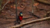 NEVEROVATNO ČUDO PRIRODE: Pogledajte kako rajske ptice svetle na dnevnom i noćnom svetlu (VIDEO)