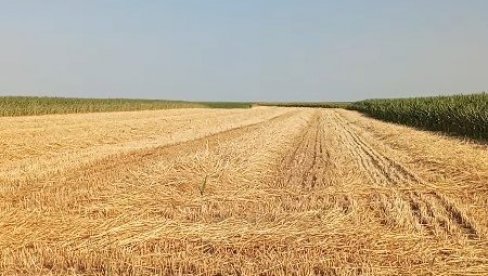 ВИШЕСТРУКЕ КОРИСТИ СЛАМЕ: Ово није само сточна храна - Ево на које начине је све можете искористити