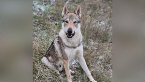 10.000 EVRA ONOME KO NAM POMOGNE DA NAĐEMO PSA: Vlasnici psa Akija danima tragaju za njim (FOTO)