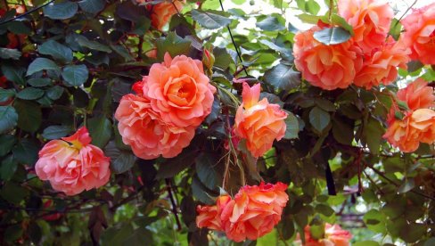 ШТА ТРЕБА УРАДИТИ СА РУЖАМА ДО КРАЈА ЈАНУАРА, КАКО БИ ЦВЕТАЛЕ НА ПРОЛЕЋЕ? Врло је једноставно