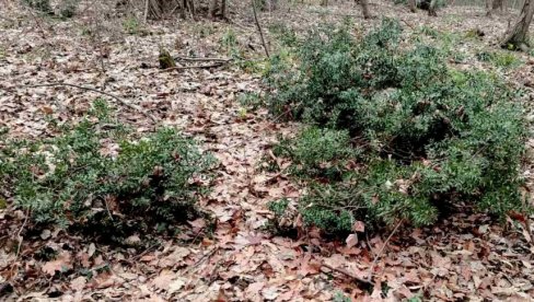 POGREBNI VENCI UGROZILI KOSTRIKU: Žbunje na Vršačkim planinama oporavlja se posle više od tri decenije nekontrolisane seče