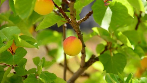 ПРОРЕЂИВАЊЕ ПЛОДА КАЈСИЈЕ: Све оно што нисте знали, а корисно је да знате