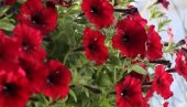 САДА ЈЕ ПРАВО ВРЕМЕ: Почетак фебруара је идеалан да посадите ово цвеће