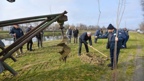ZASAĐENO 200 MLADICA SIBIRSKOG BRESTA: U Crvenki počela velika godišnja akcija pošumljavanja