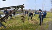 ZASAĐENO 200 MLADICA SIBIRSKOG BRESTA: U Crvenki počela velika godišnja akcija pošumljavanja