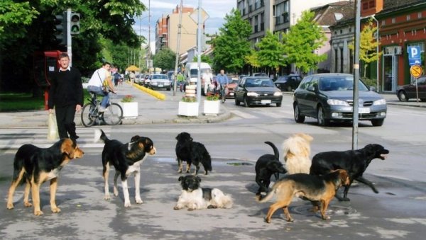 УЈЕДИ ОД 26.8 МИЛИОНА: Биланс проблема због напада напуштених паса у Ваљеву