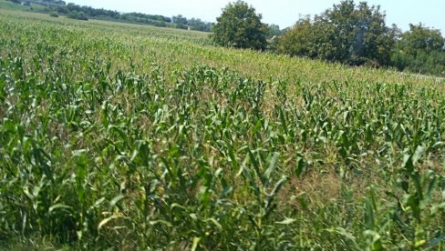 ODLUKA KOMISIJE: Određene naknade za bespravo korišćenje državnih njiva na području Požarevca