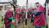 VINSKI RED „STEVA PISAR“ OBELEŽIO SVETOG TRIFUNA: U Paraćinu prvo orezivanje vinove loze ove godine (FOTO)