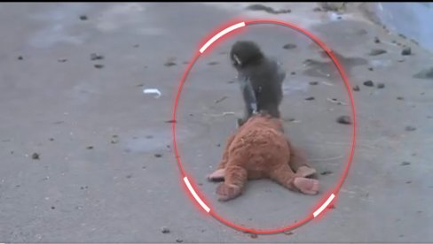 SVET PLAČE ZBOG SNIMKA: Majmunče ostavljeno na rođenju - surova odluka majmunice, našao mamu u plišanoj igračci