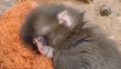 SNIMAK KOJI JE RAZNEŽIO SVET: Ovo mladunče majmuna topi i najtvrđa srca (VIDEO)