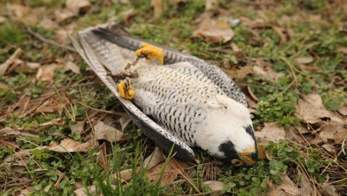 UNIŠTAVAJU I ČITAVA STANIŠTA DZPPS upozorava: Zbog nelegalnih aktivnosti, stradaju i ptice i životinje (FOTO)