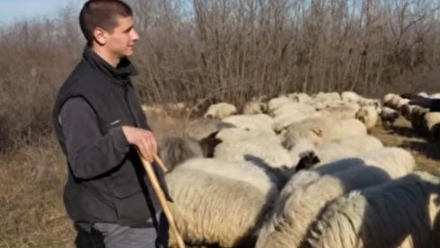 IMA 21 GODINU I BAVI SE NOMADSKIM ČUVANJEM OVACA: Miloš Škorić živi u šatoru na Fruškoj gori i finansira školovanje kroz svoj rad sa ovcama