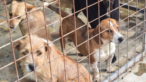 ZA 283 UJEDA ODŠTETA  28 MILIONA: Udruženja za zaštitu životinja, azil i JKP različito o problemu u Bačkoj Palanci